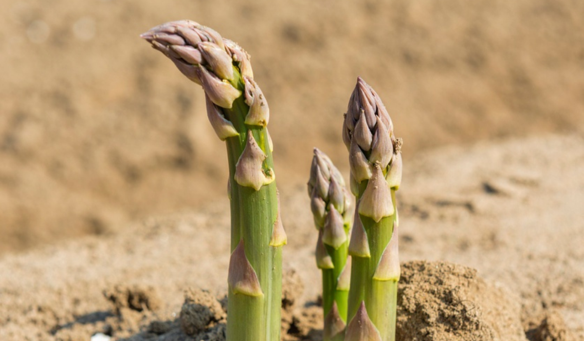 Vier frische Spargelstangen ragen aus dem sandigen Boden, ihre grünen und violetten Farbtöne werden hervorgehoben - perfekt für das hervorragende Fissler-Kochgeschirr.