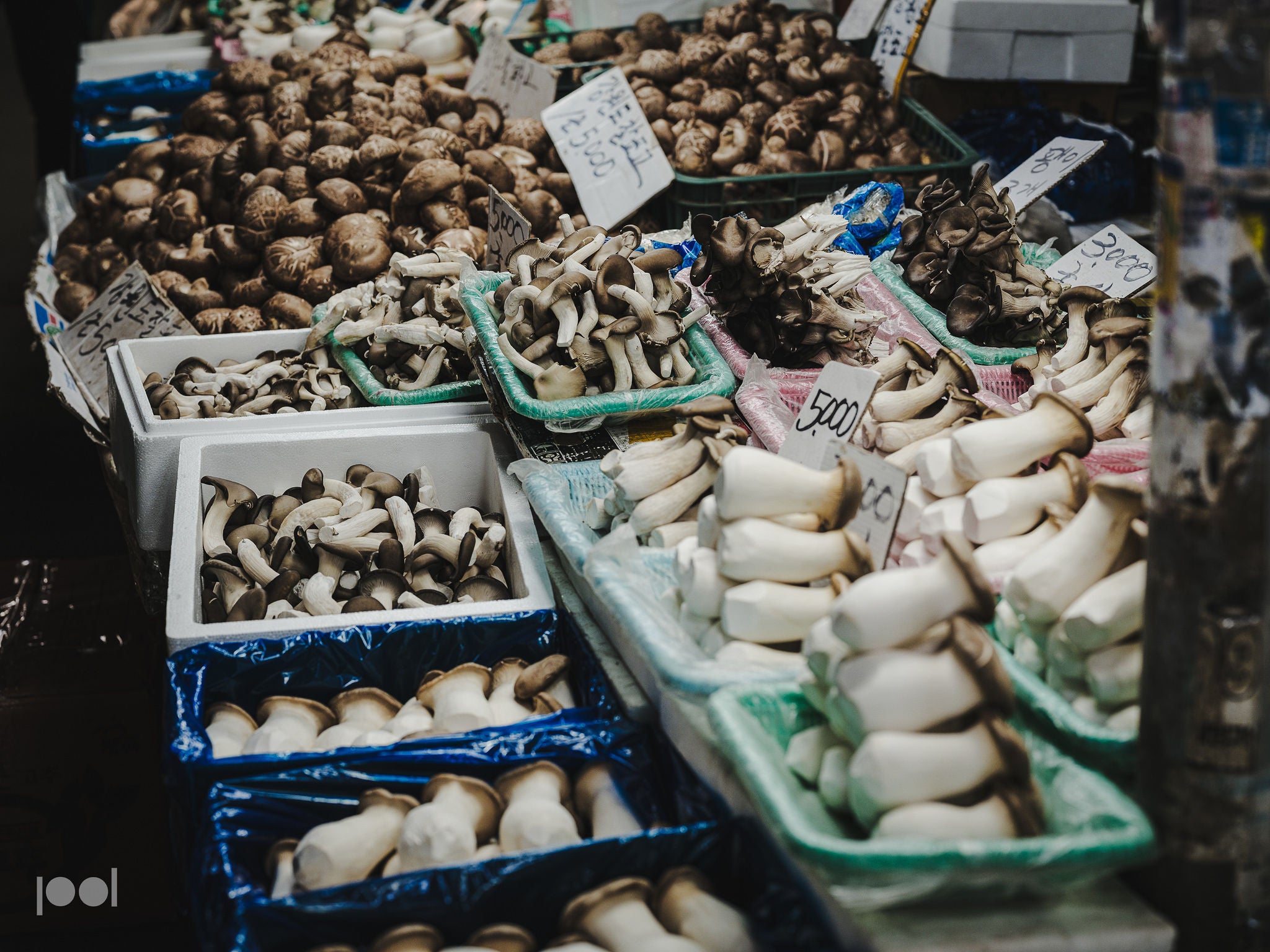 Eine Auswahl frischer Pilze, kunstvoll angerichtet in robusten Fissler-Körben und -Schalen aus Edelstahl auf einem Markt, jeweils mit handgeschriebenen Preisschildern versehen – ein Beispiel für hochwertige Präsentation mit präzisionsgefertigtem Kochgeschirr.
